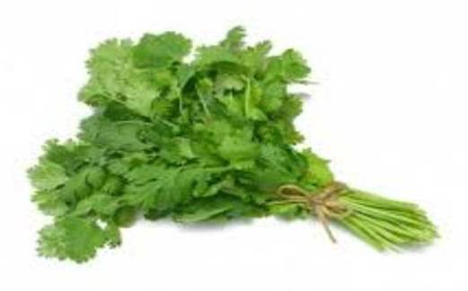 Cilantrillo / Coriander 1 bu